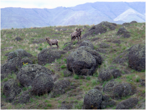 Big Horned Sheep in Big Canyon, Snake River, Hells Canyon Idaho